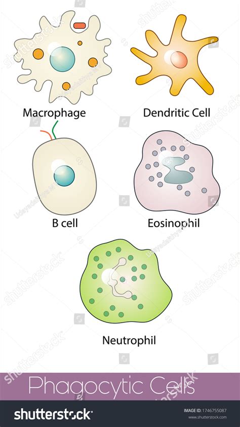 list of phagocytes.